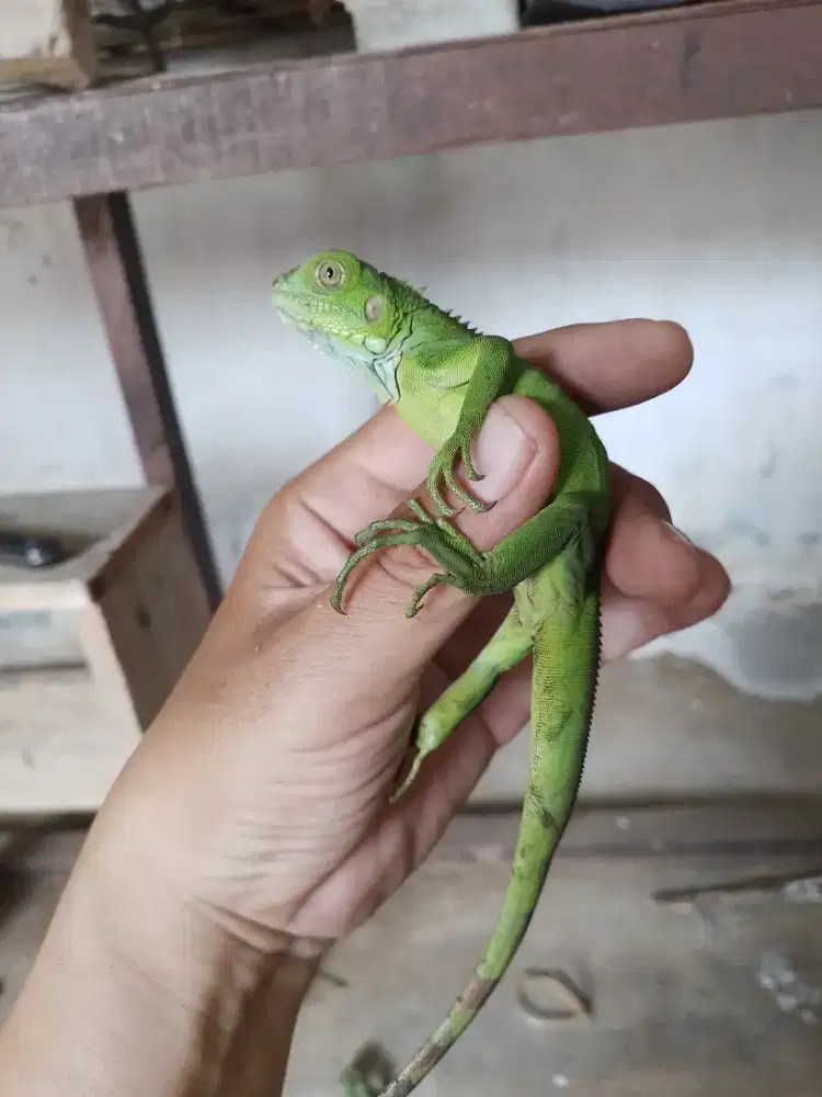 Iguna green baby up siap koleksi