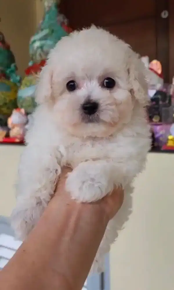 Ready for adopt poodle puppy jantan & betina