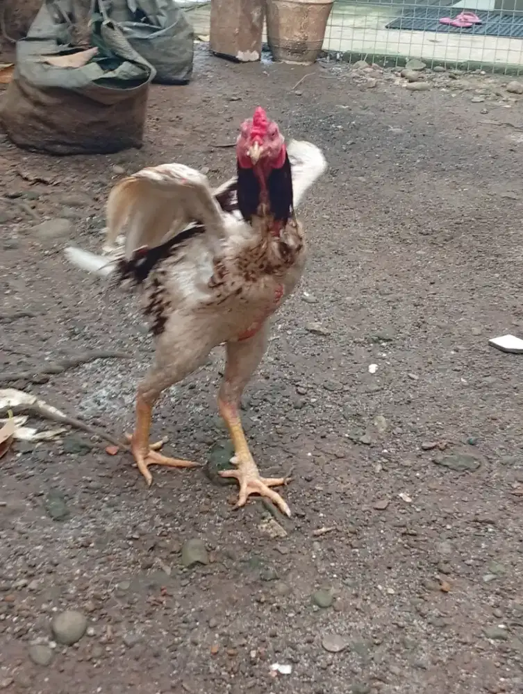 Ayam bangkok sepasang