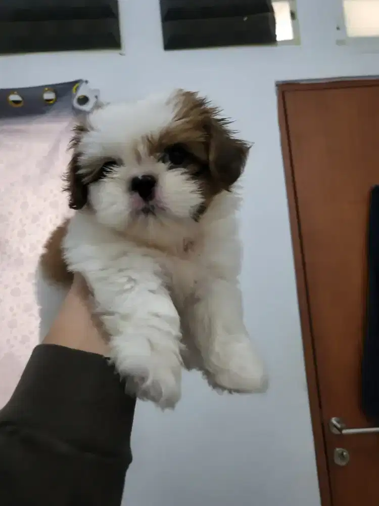 Di jual anabul shinzu