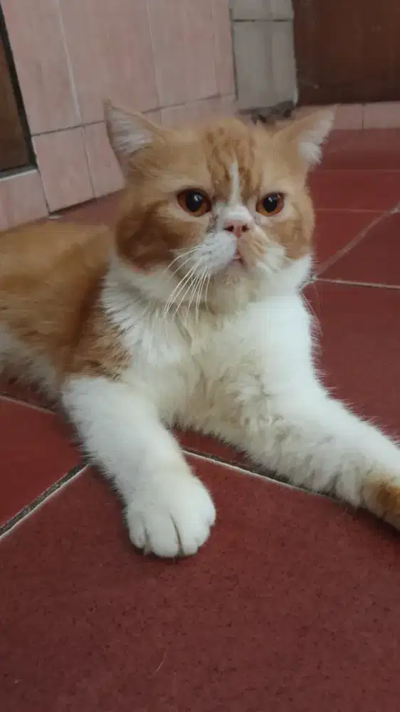 Kucing persia picknouse