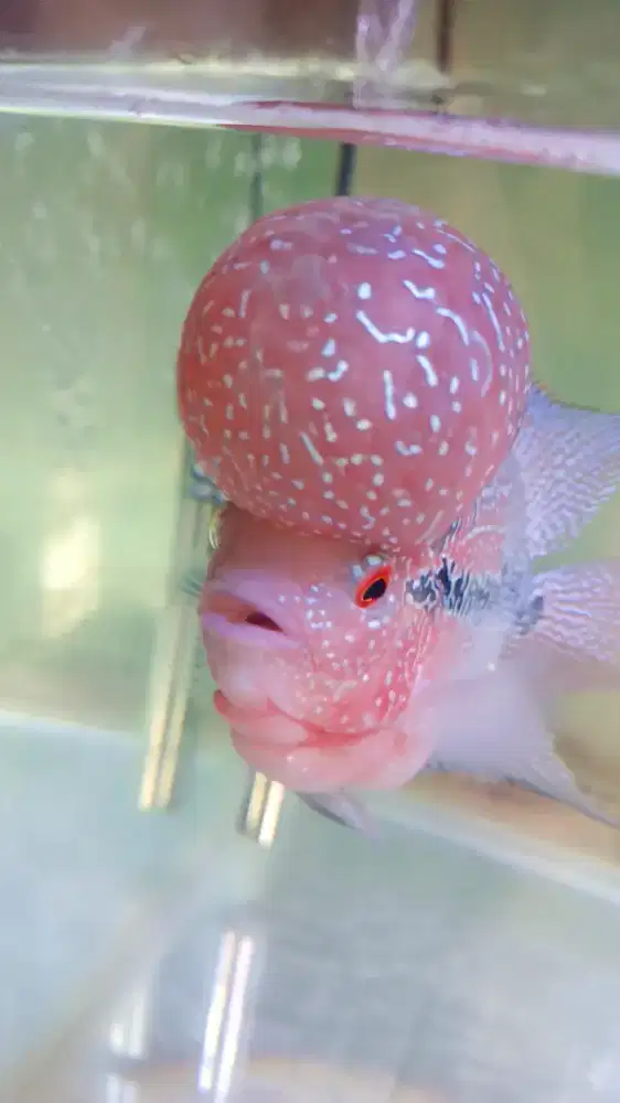 Louhan SRD sb jenong telor