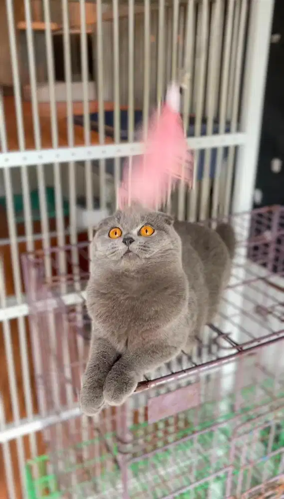 SCOTTISH FOLD BETINA (SF) Triple