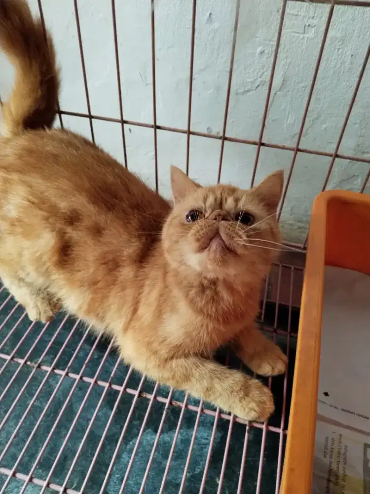 Kucing persia bulu halus