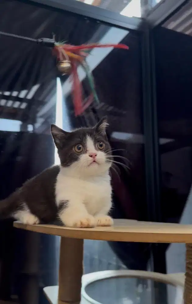 British Shorthair (BSH) Munchkin top-standard Bicolor Black