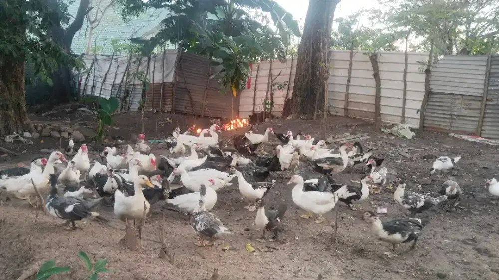 Bebek entok jantan dan betina