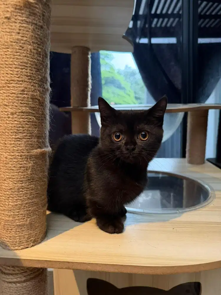 British Shorthair (BSH) Munchkin Standard Full Black