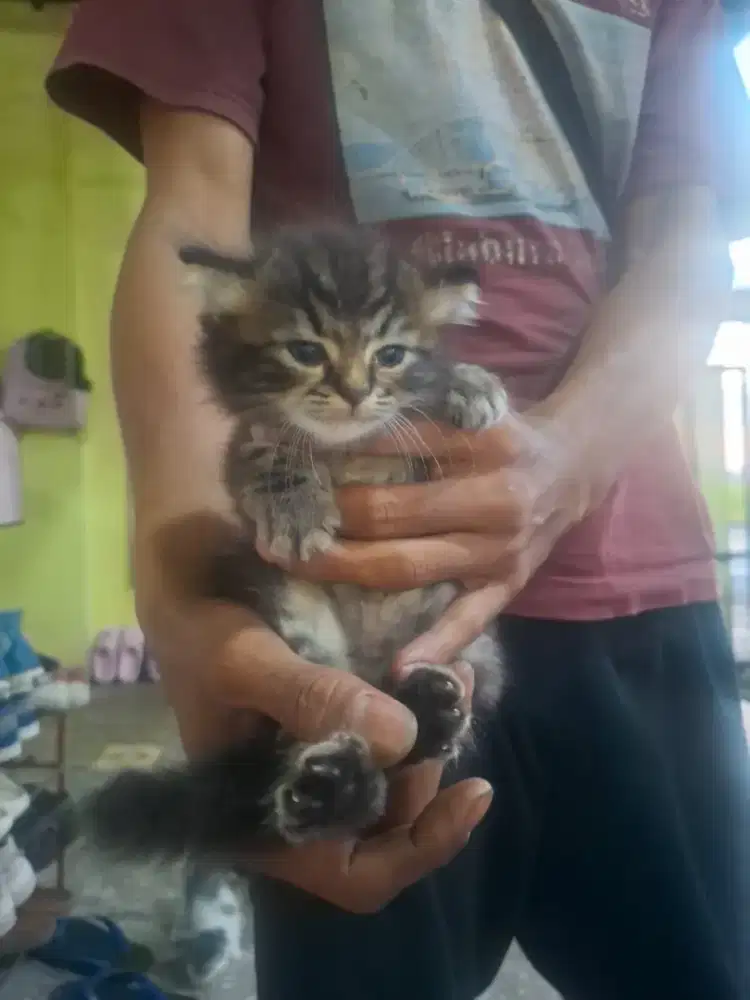 Kucing persia medium