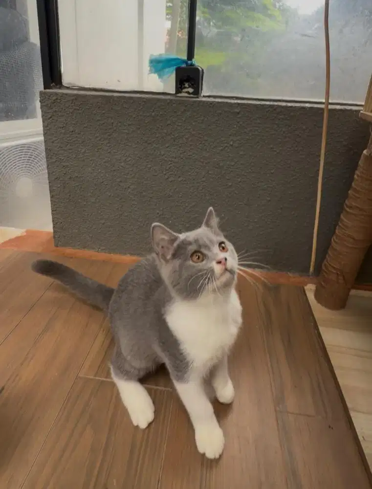 British Shorthair (BSH) Munchkin non-standard (ns) Bicolor Grey