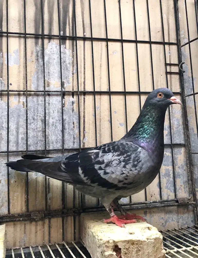 Indukan Betina Merpati Tinggian Kolongan Trah Dori Angin Hitam Pluto