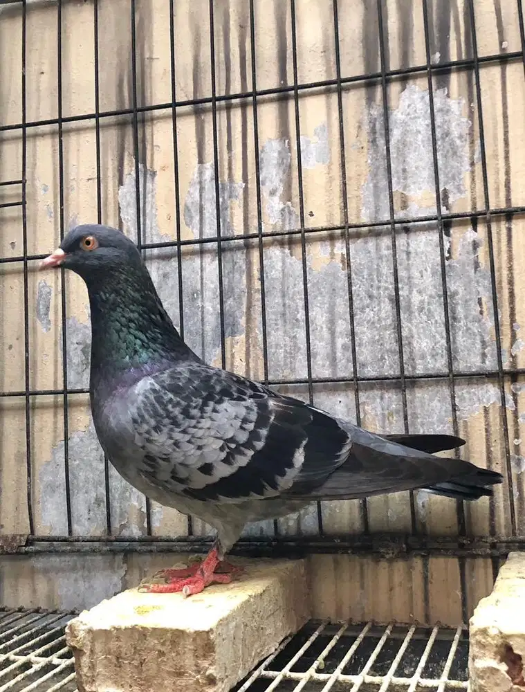 Indukan Betina Merpati Tinggian Kolongan Trah Dori Angin Hitam Pluto