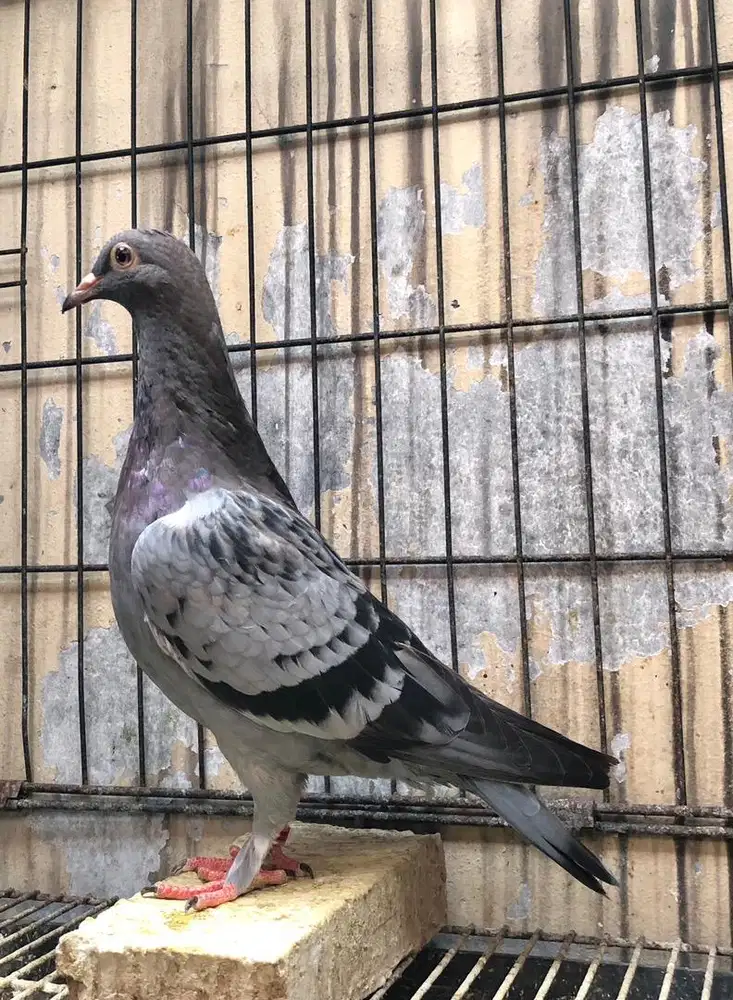 Betina Merpati Tinggian Kolongan Trah PW Thanos Kendil Mas