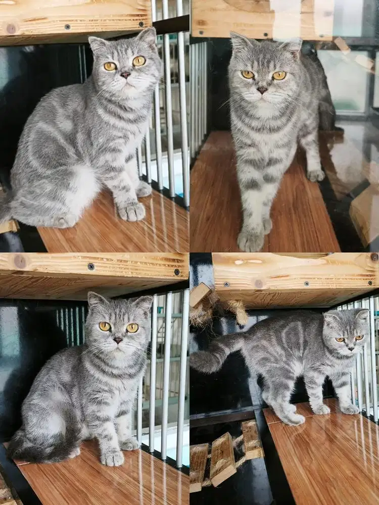 Scootish Fold Betina Proven 3x