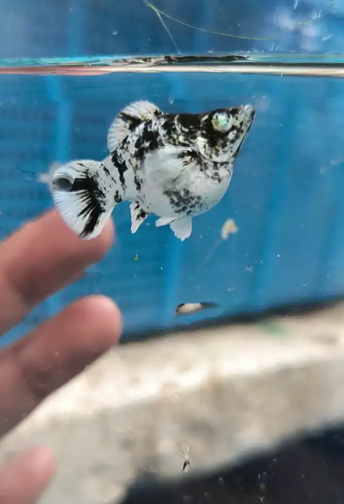 Molly Platinum zebra Roundtail crystal eyes