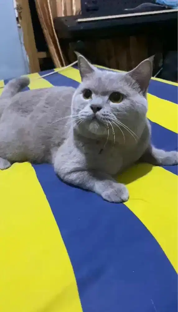 BSH lilac jantan 2 tahun proven