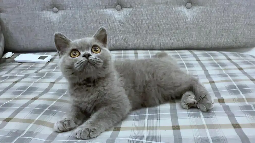 Lepas Adopt Kitten BSH Blue Solid