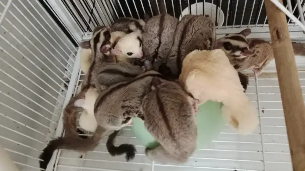 Sugar Glider Motif Abu - abu