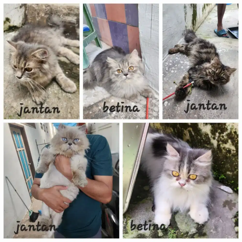 Lepas adopt kucing persia jantan betina