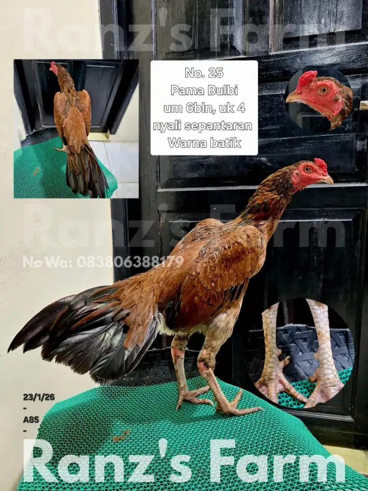 Ayam bangkok Pama Bulbi