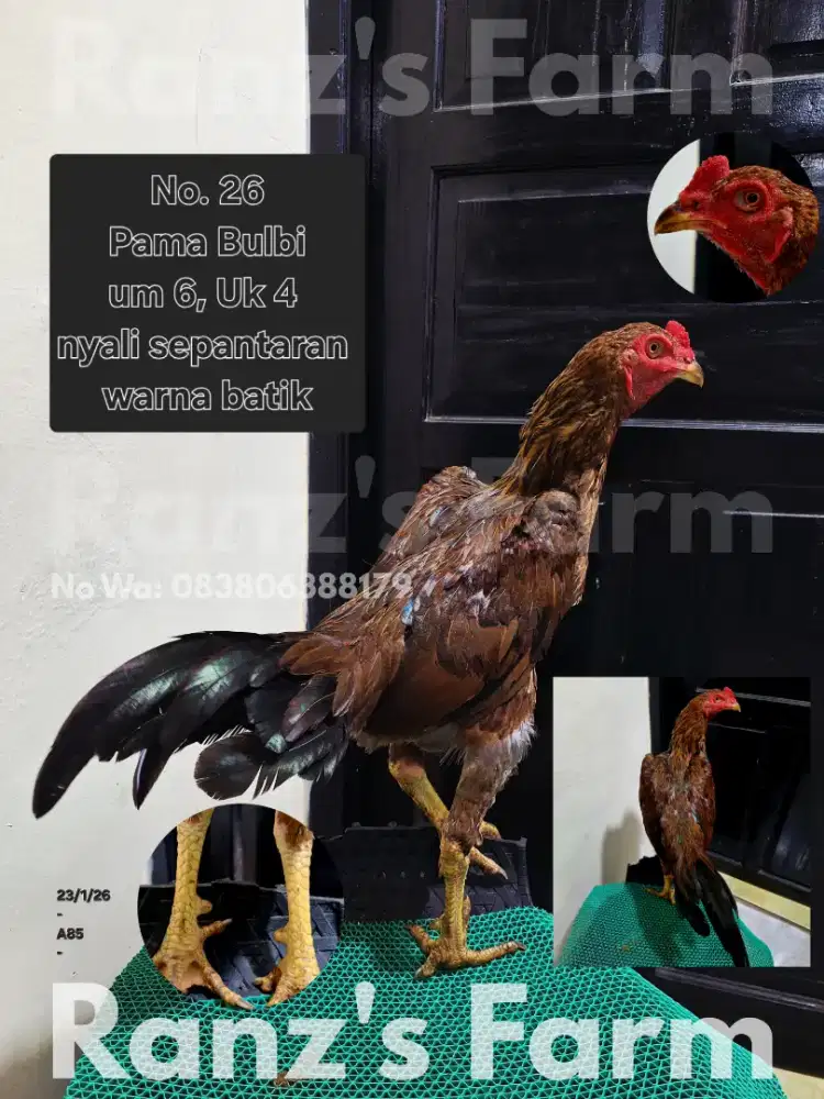 Ayam bangkok Pama Bulbi