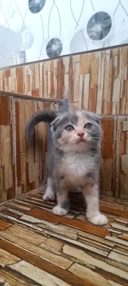 Kitten scottish fold