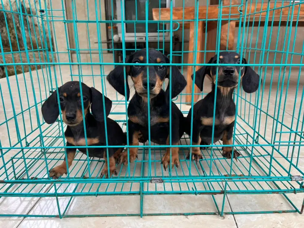 tekkel jantan 1 betina 2