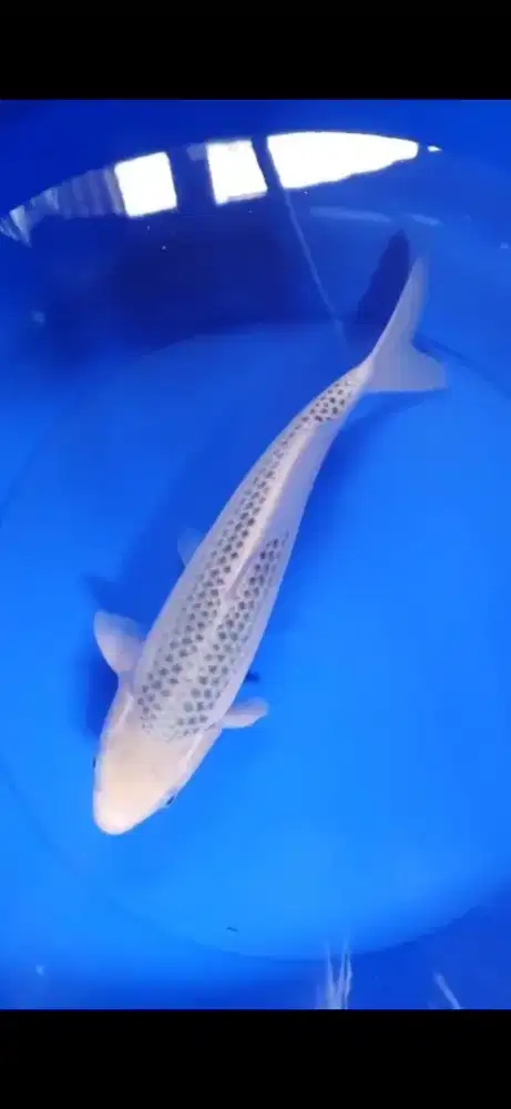 Ikan koi Asagi 40bu import serti