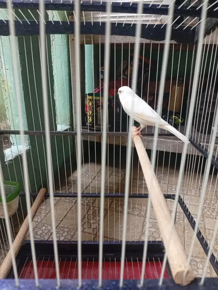 Jual santai kenari AF putih dah gacor 1000 % jantan