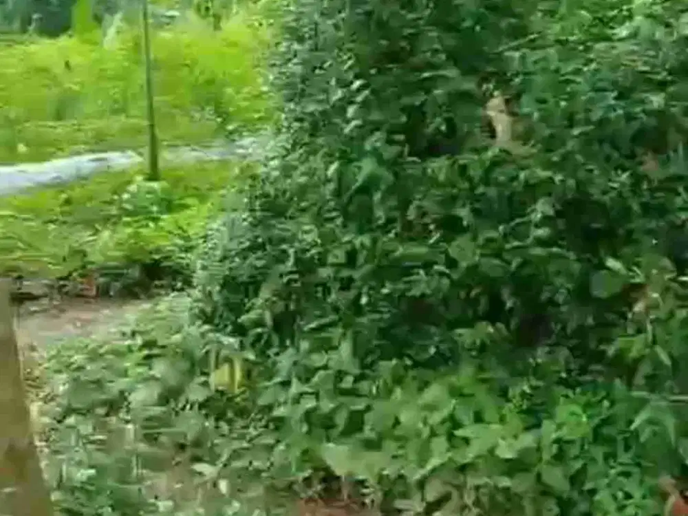 Tanah pekarangan gunungsari tajinan malang