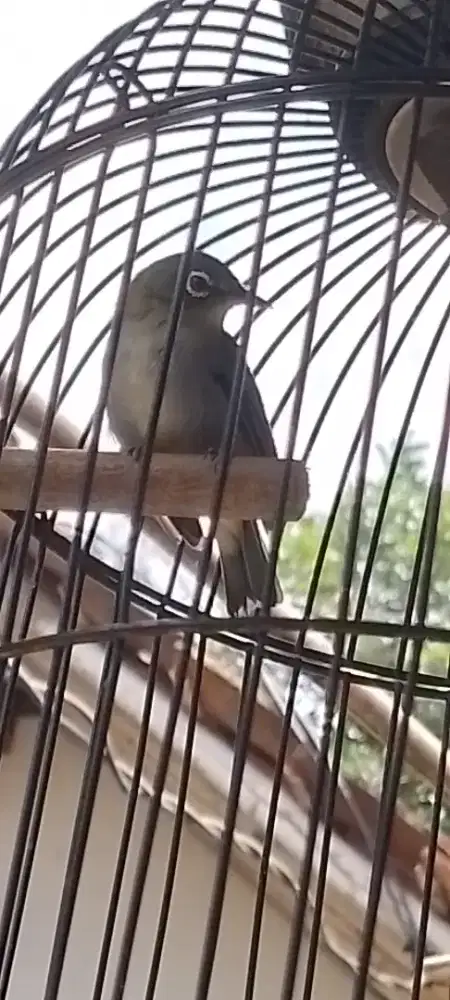 Jual cepat burung kacamata