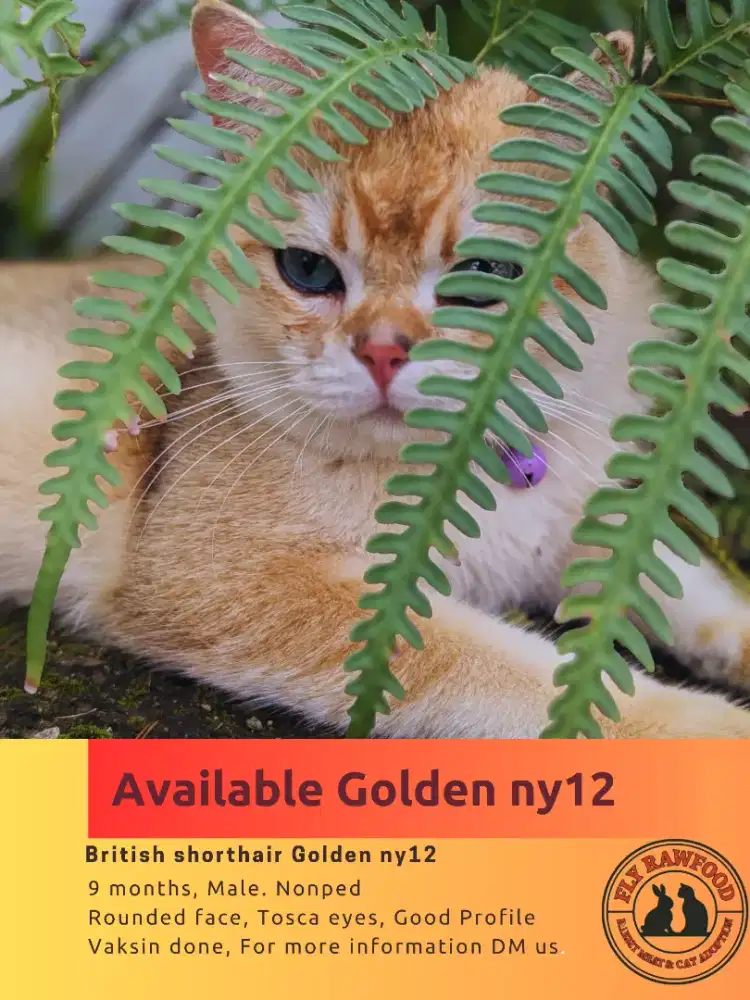 BRITISH SHORTHAIR BSH GOLDEN NY12 JANTAN 9BULAN NONPED
