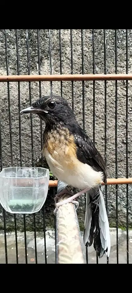 Murai batu trotol trah juara