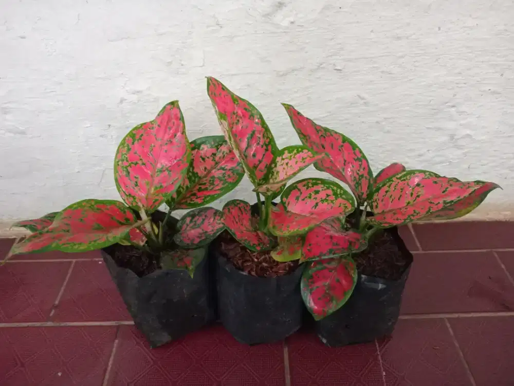 Aglonema dut anjamani