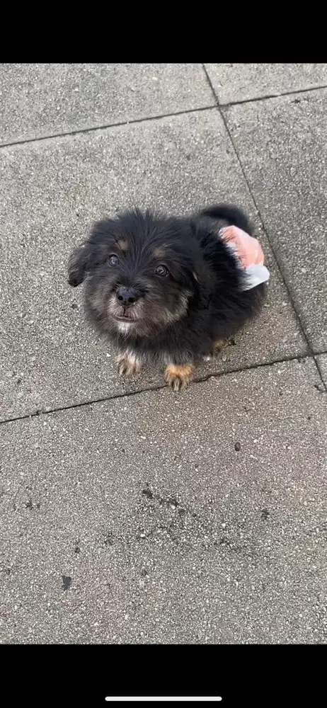 Shihtzu x Pitbull Kampung