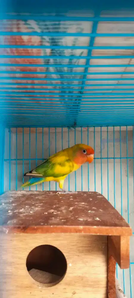 Lovebird blorok jantan dewasa mewah