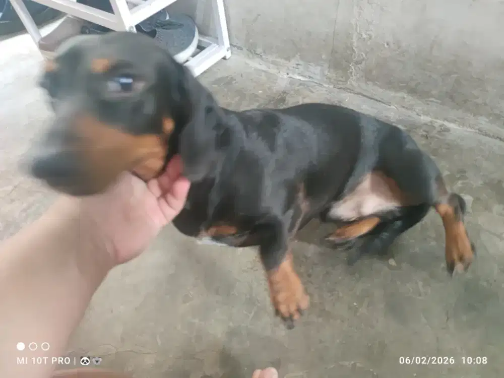 Open adopt Daschund / tekel jantan usia 1 thn