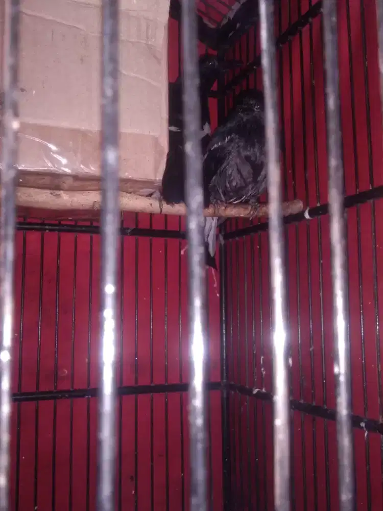 Burung Kacer sepasang