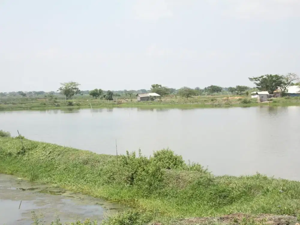 Lahan Tambak Di Sidayu Gresik Lokasi Strategis Dan Murah