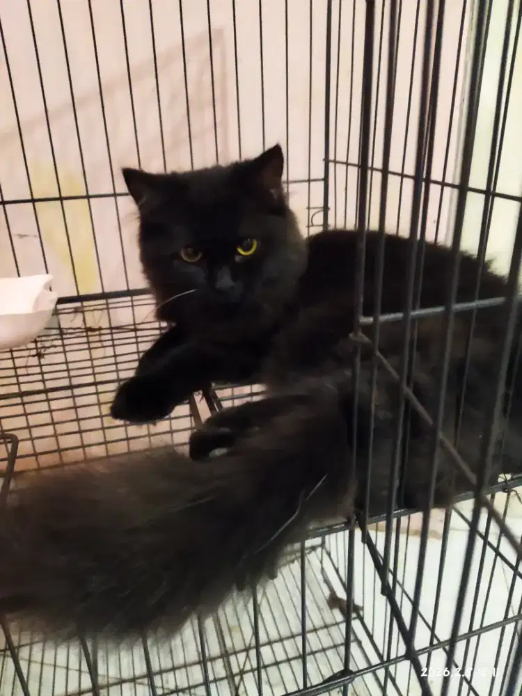 Persia mix bpk peak nose induk Himalaya