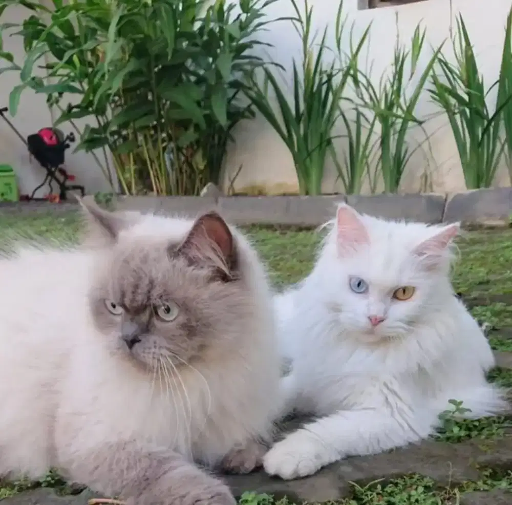 Peersia oddeye betina