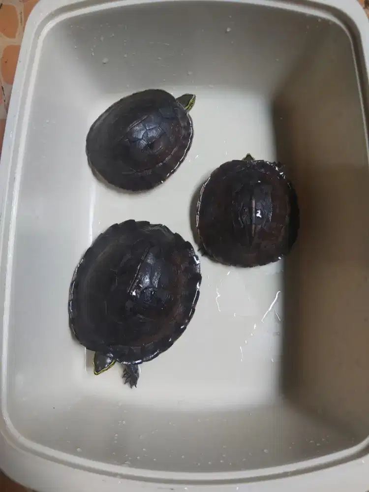 Kura Kura Darat Black Brown,3 ekor,take all.