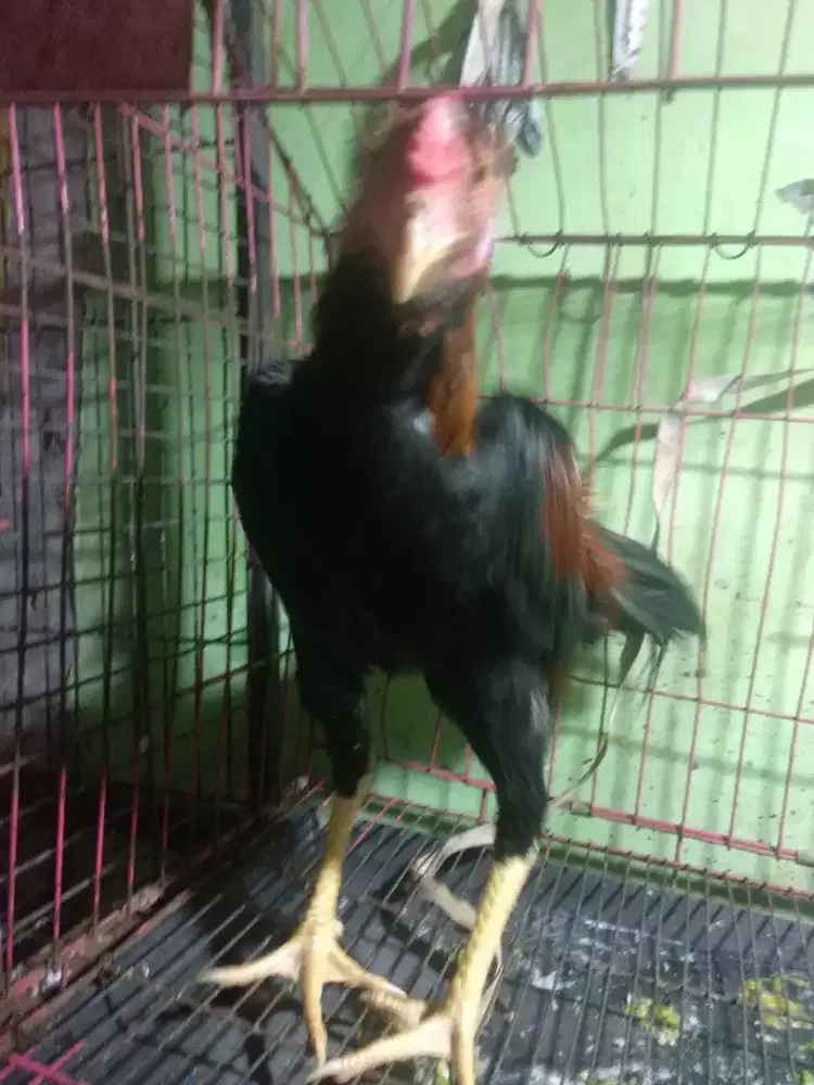 Ayam bangkok jantan