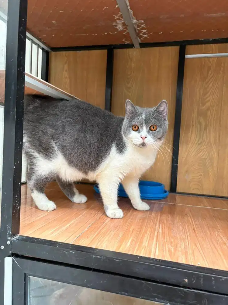 BSH bicolour blue betina hamil