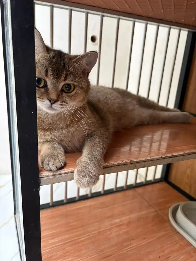 BSH Golden munchkin ny25 hamil