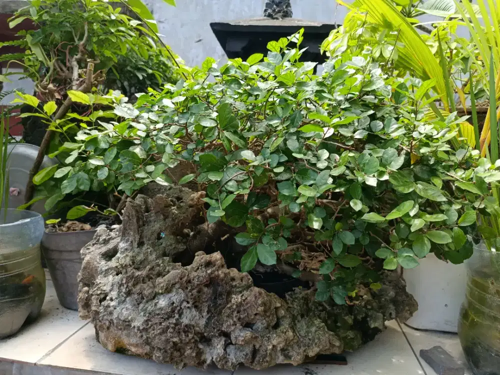 Tanaman hias Bonsai
