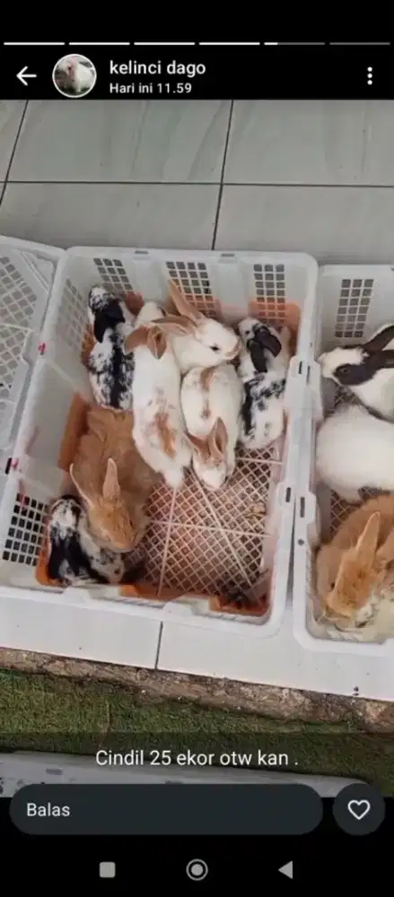 Kelinci lokal bamdung