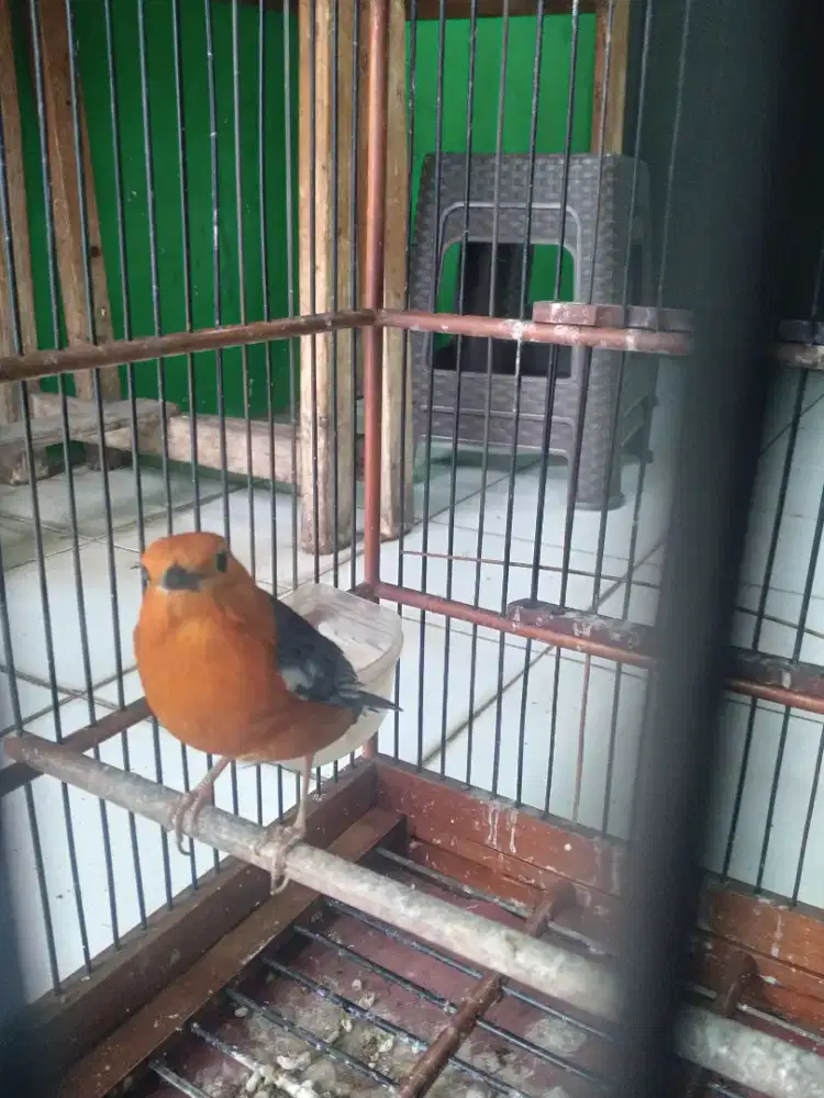 JUAL ANIS MERAJ JANTAN TULEN