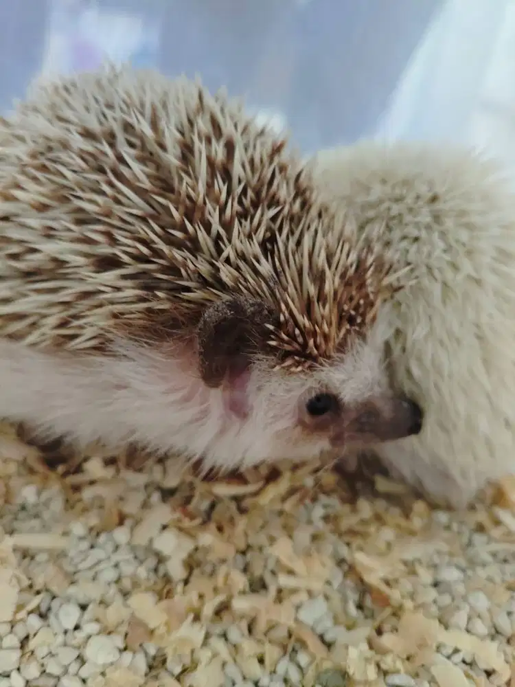 Landak Mini Sepasang (Sehat) - Bisa Nego