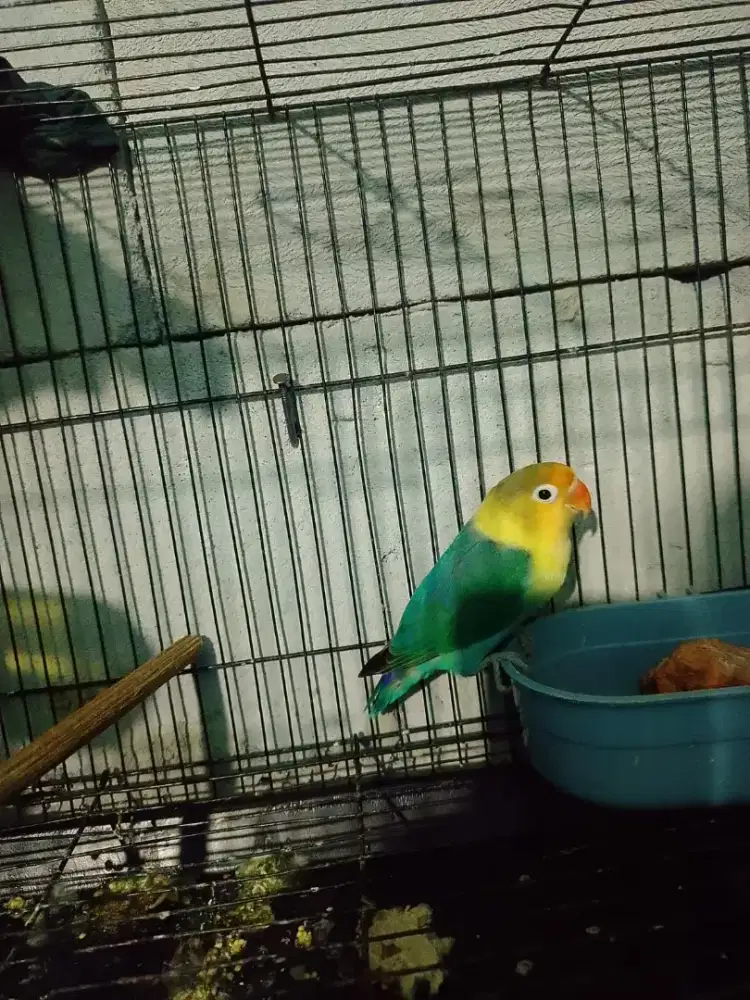 LB BIO PB & BIO GREEN