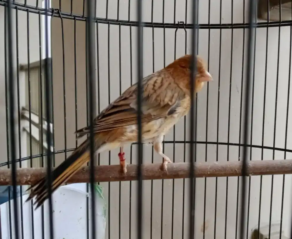 Kenari AF setvol murah saja